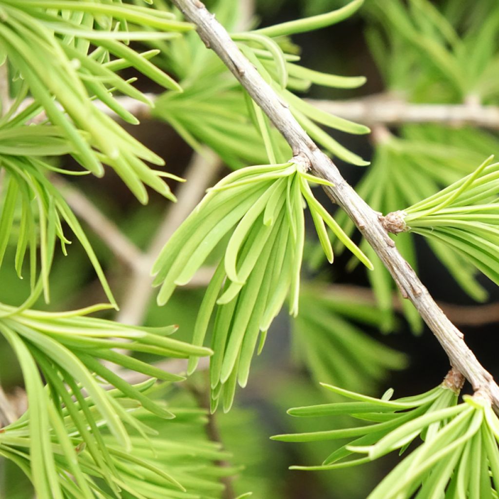 Kultalehtikuusi - Pseudolarix amabilis