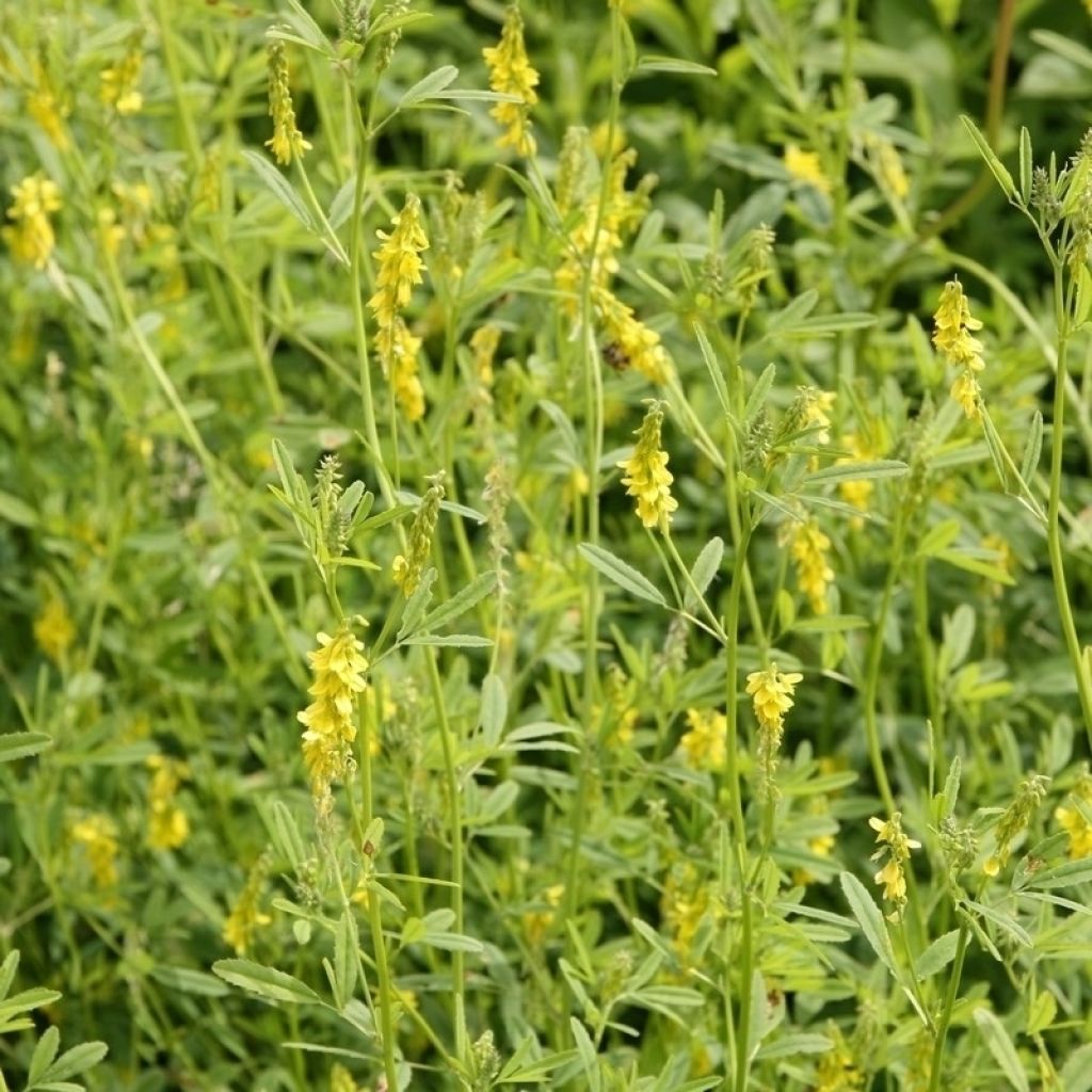 Rohtomesikkä - Melilotus officinalis