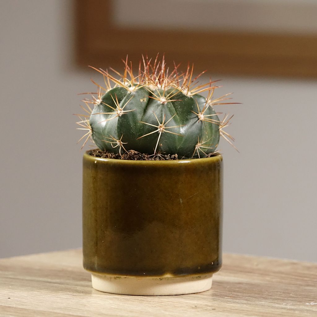 Melocactus azureus