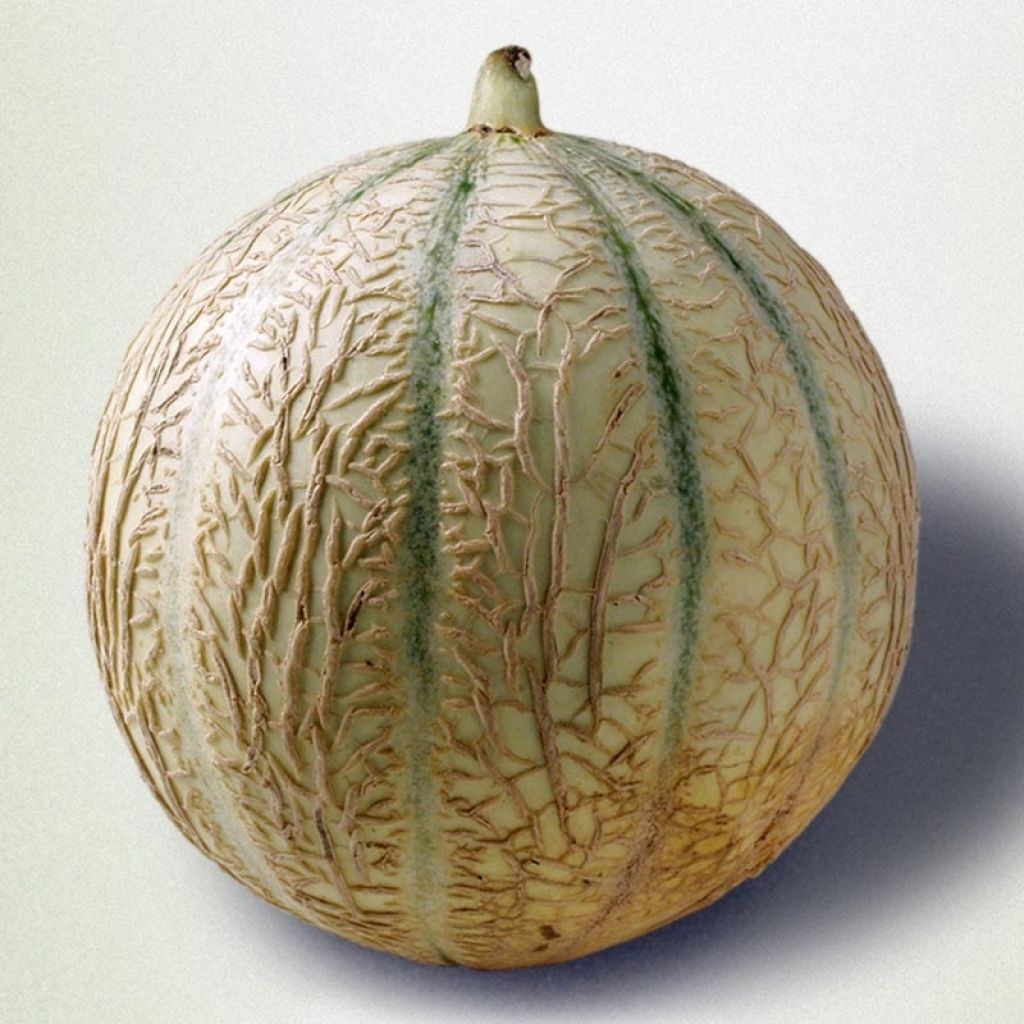 Cantaluponmeloni Cyrano F1 taimena