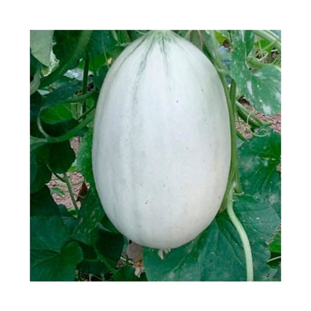 Meloni Mangomel F1 taimena