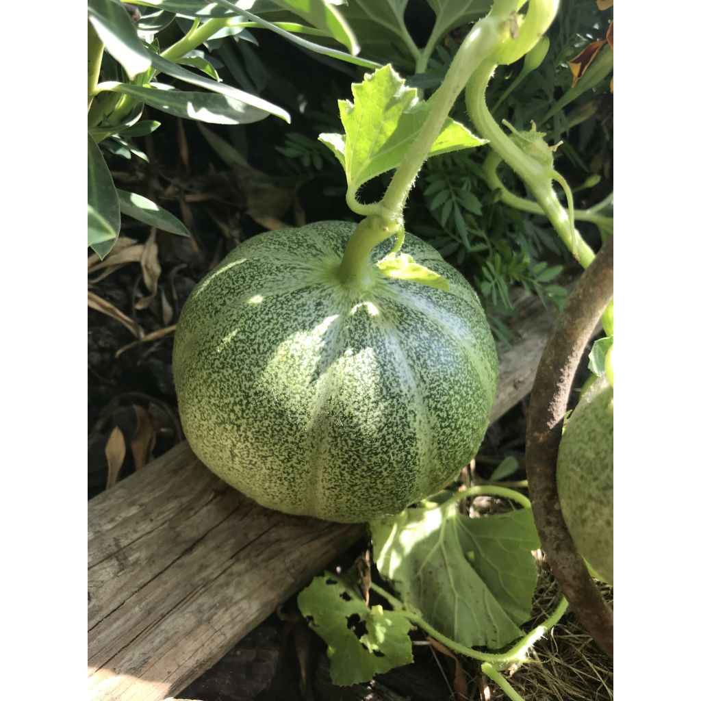 Cantaluponmeloni Petit gris de Rennes