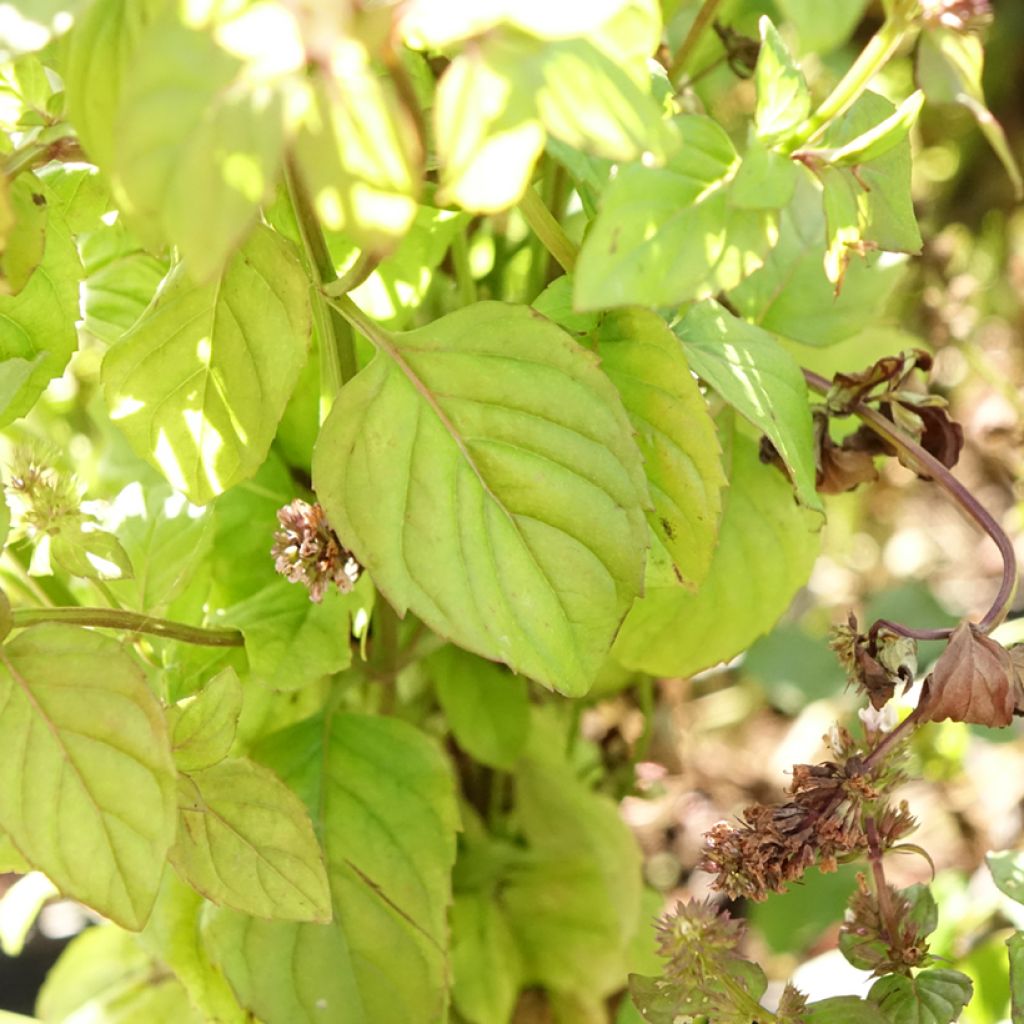 Bergamottiminttu Bergamot luomu