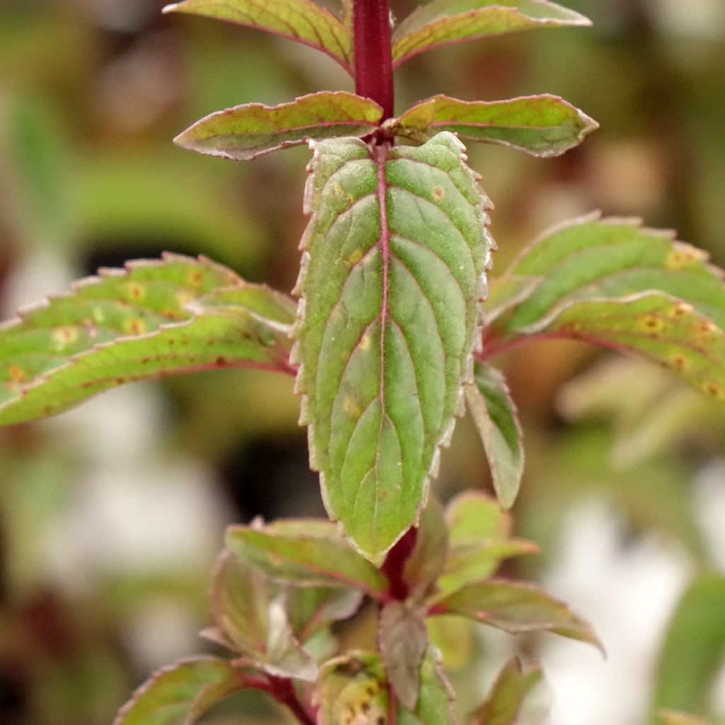 Piparminttu Citrata