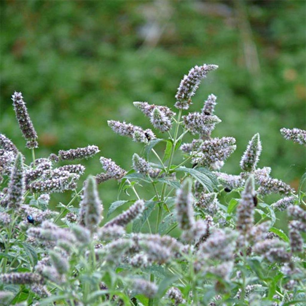 Mintut Buddleja