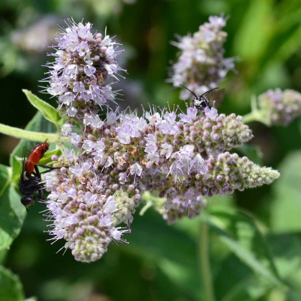 Mintut Buddleja