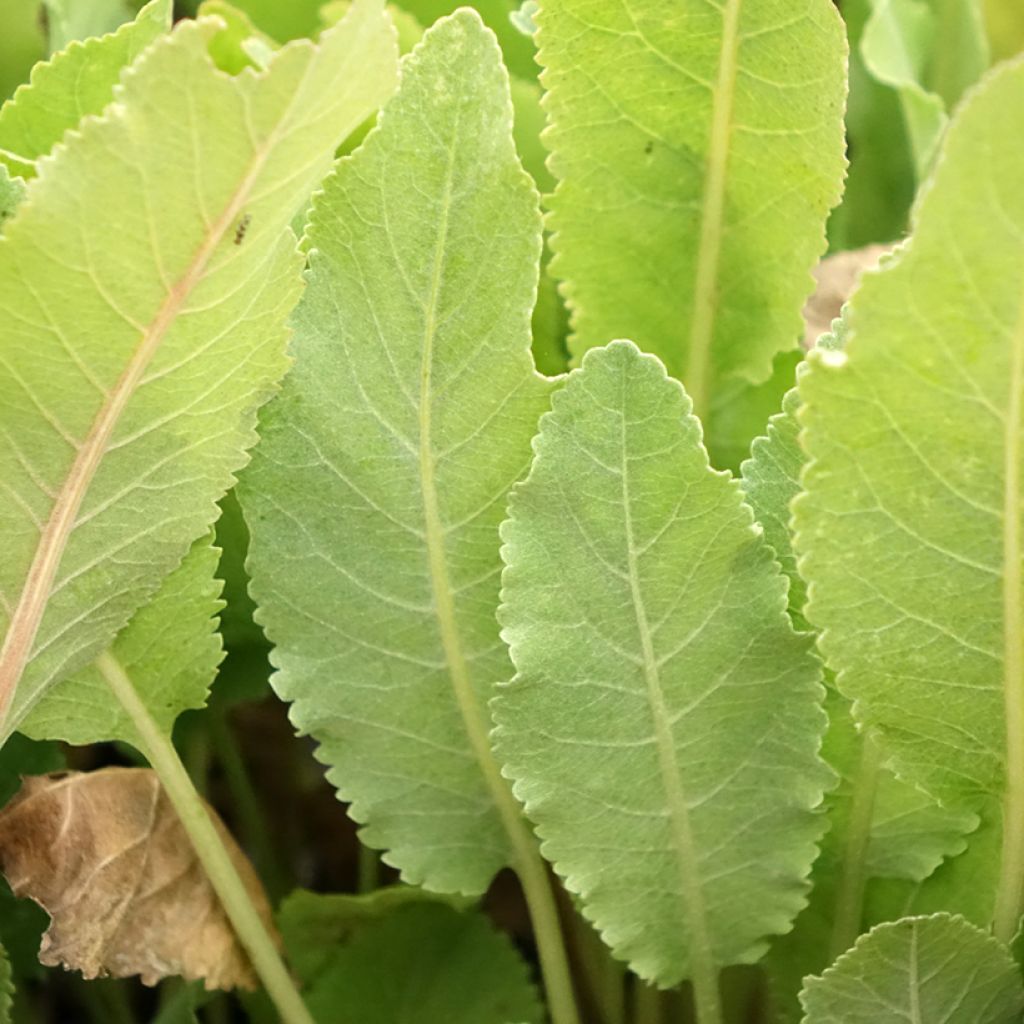 Palsamipietaryrtti - Tanacetum balsamita