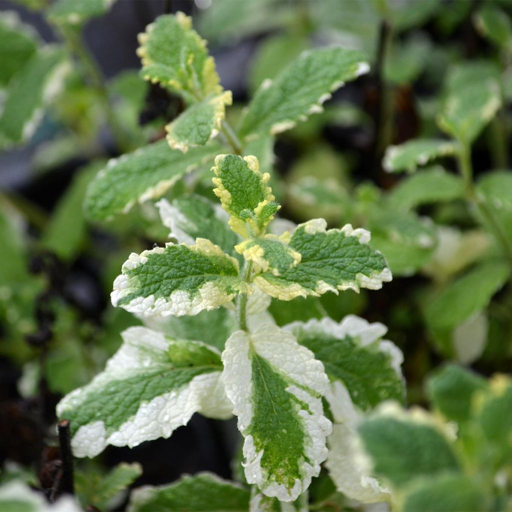 Pyöröminttu Variegata
