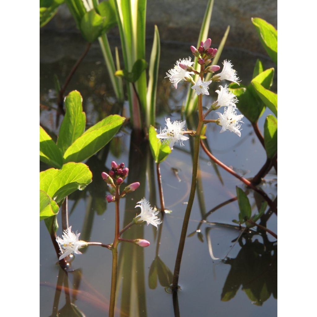 Raate - Menyanthes trifoliata