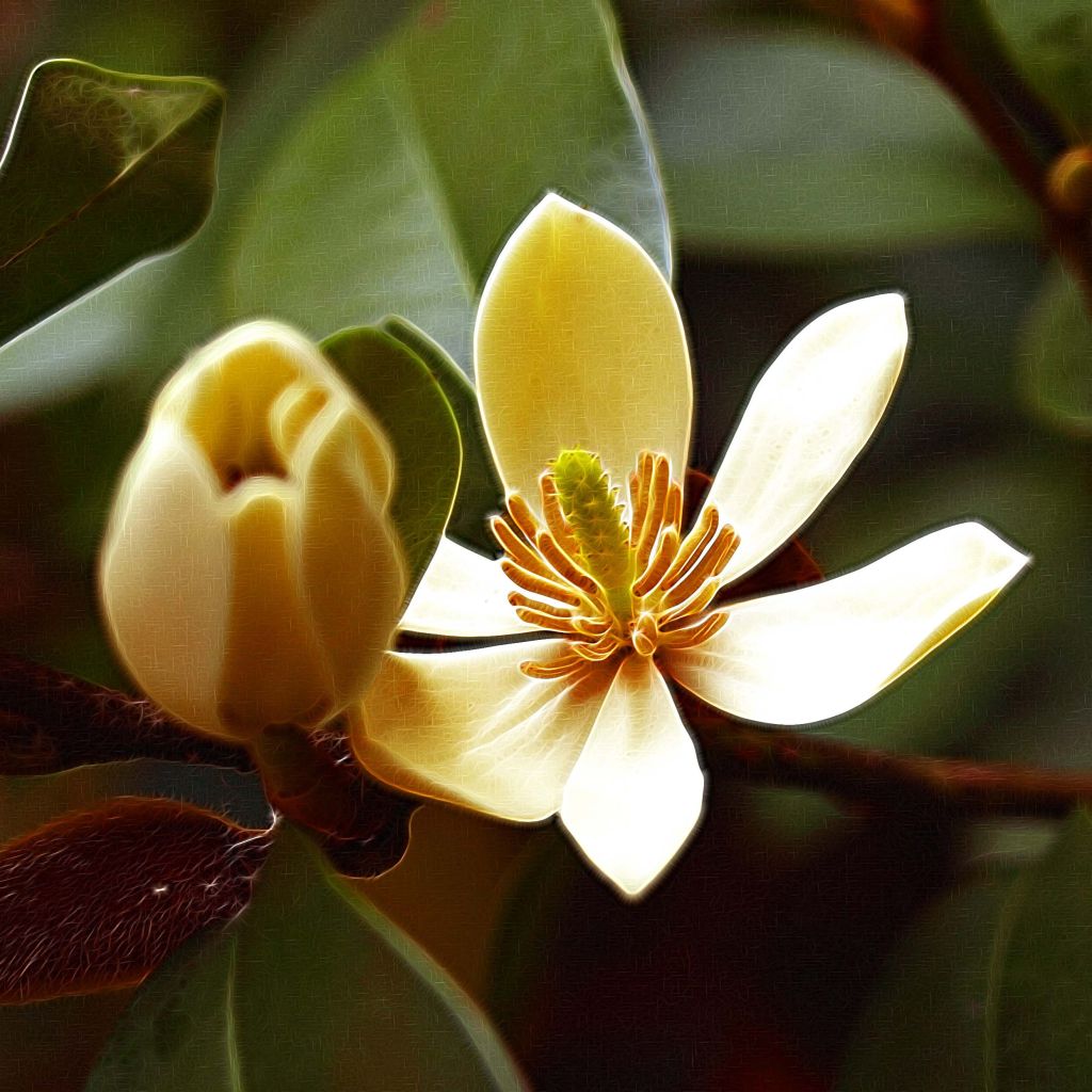 Liljamagnolia - Magnolia figo