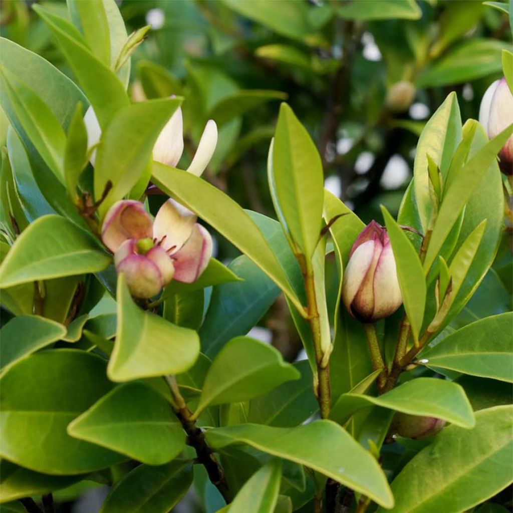 Liljamagnolia - Magnolia figo