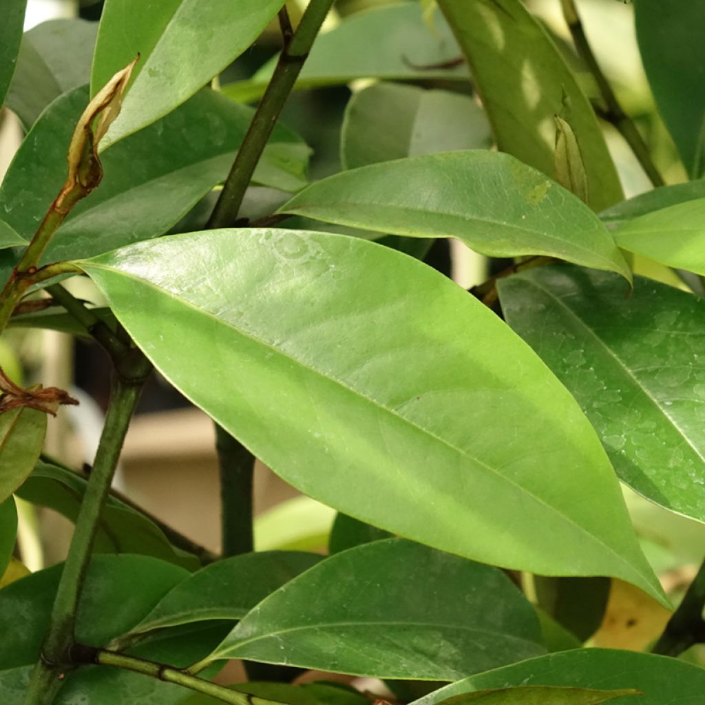 Liljamagnolia Allspice