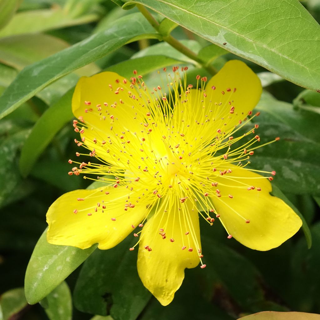 Turkinpensaskuisma - Hypericum calycinum