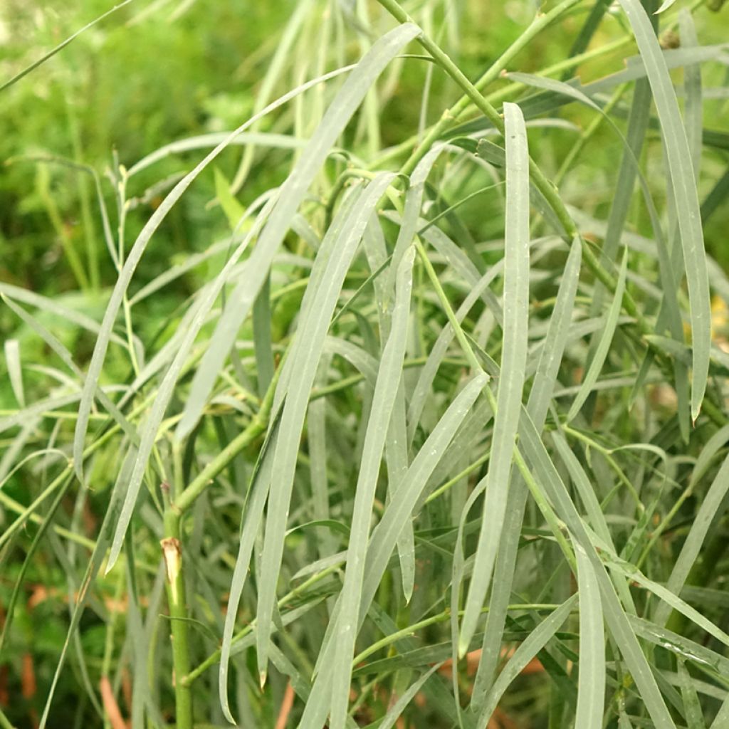Akaasia - Acacia iteaphylla