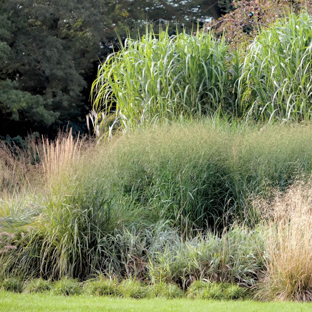 Isonorsunheinä - Miscanthus giganteus ou floridulus