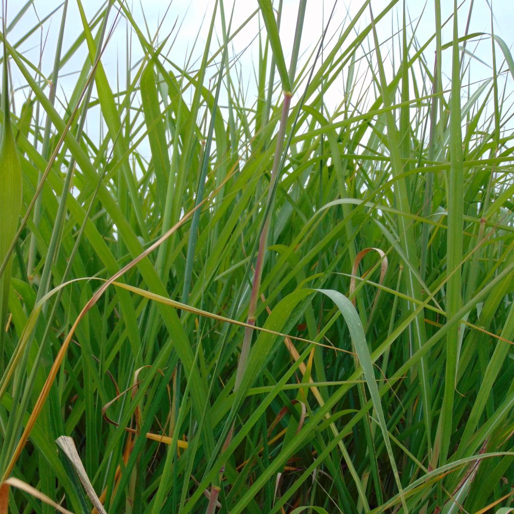 Isonorsunheinä - Miscanthus giganteus ou floridulus