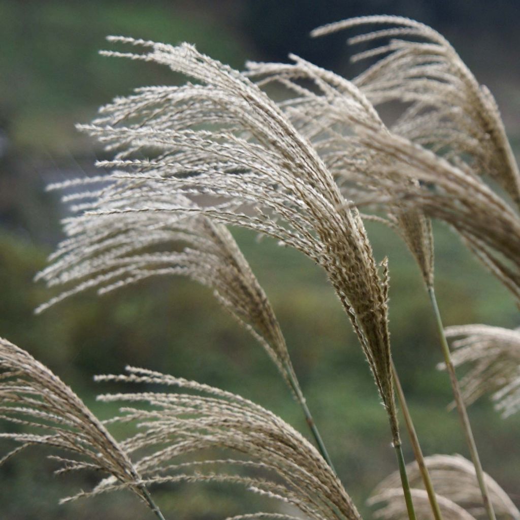 Isonorsunheinä - Miscanthus giganteus ou floridulus