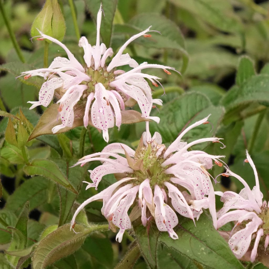 Värimintu - Monarda bradburiana