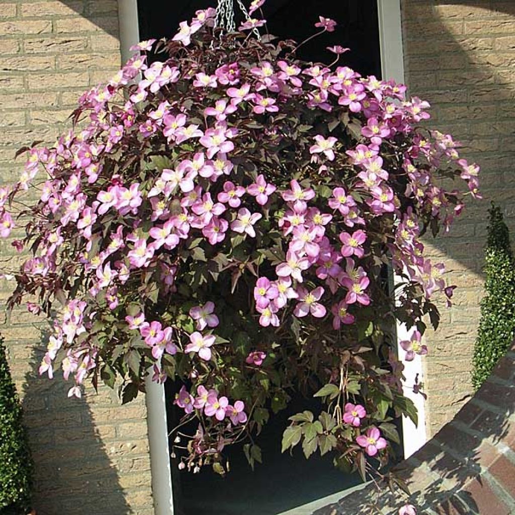 Vuorikärhö Mayleen