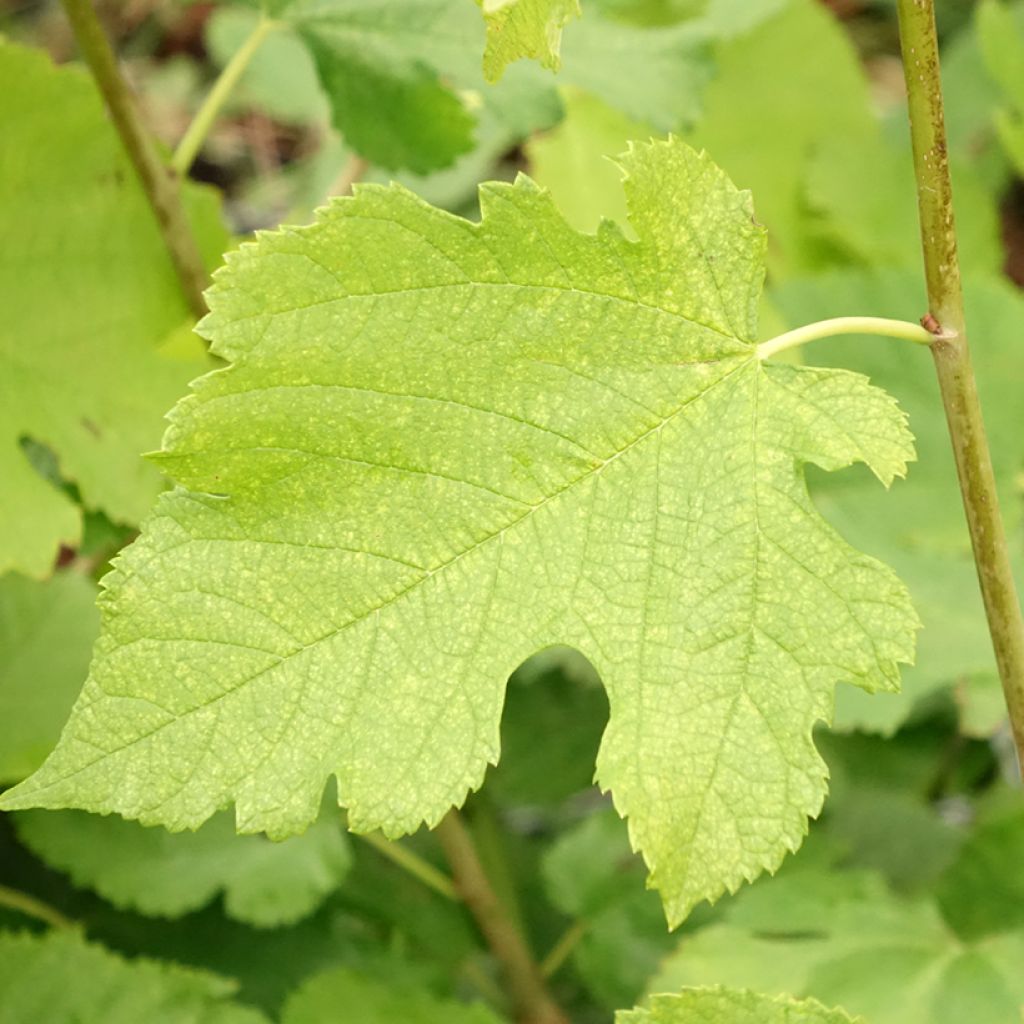 Morus acidosa Mulle