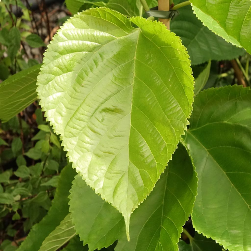 Valkomulperi Giant Fruit