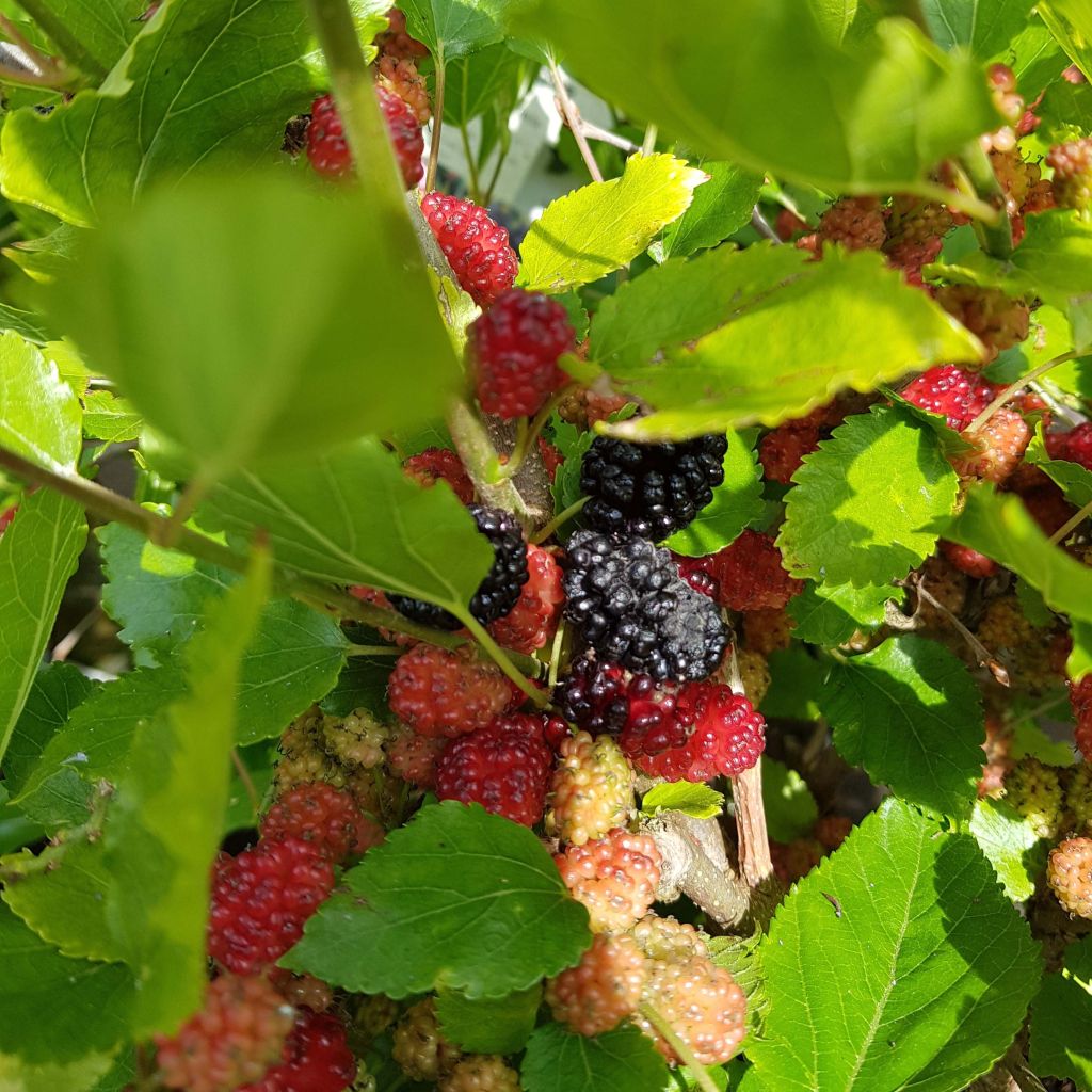 Mulperi Bonbonberry ‘Mojo Berry’
