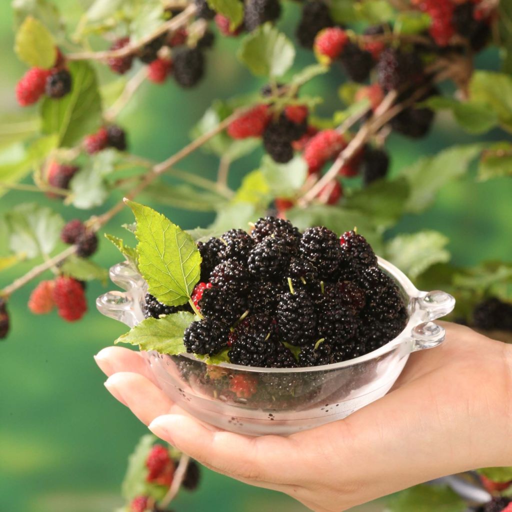 Mulperi Bonbonberry ‘Mojo Berry’