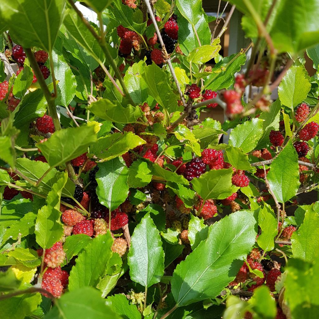Mulperi Bonbonberry ‘Mojo Berry’