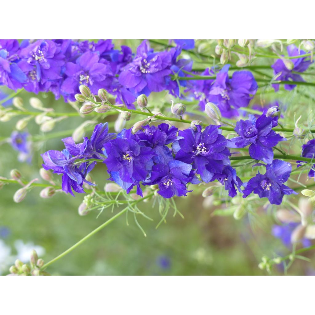 Rikkakukonkannus DelQIS White Blue Edge (siemenet)