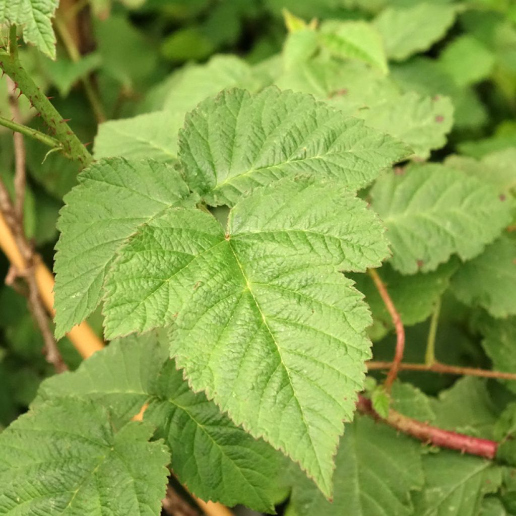 Tarhakarhunvatukka (karhunvadelma) Medana Tayberry