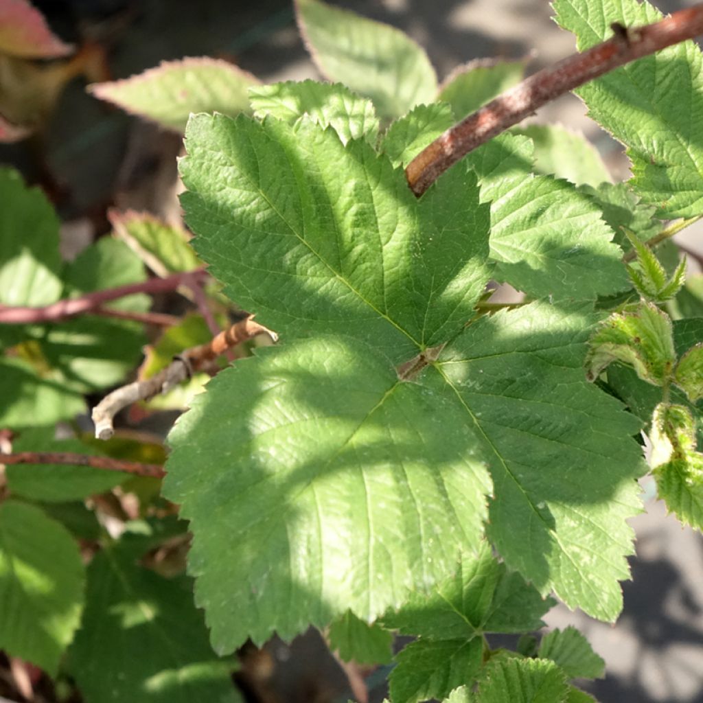 Tarhakarhunvatukka (karhunvadelma) Dirksen