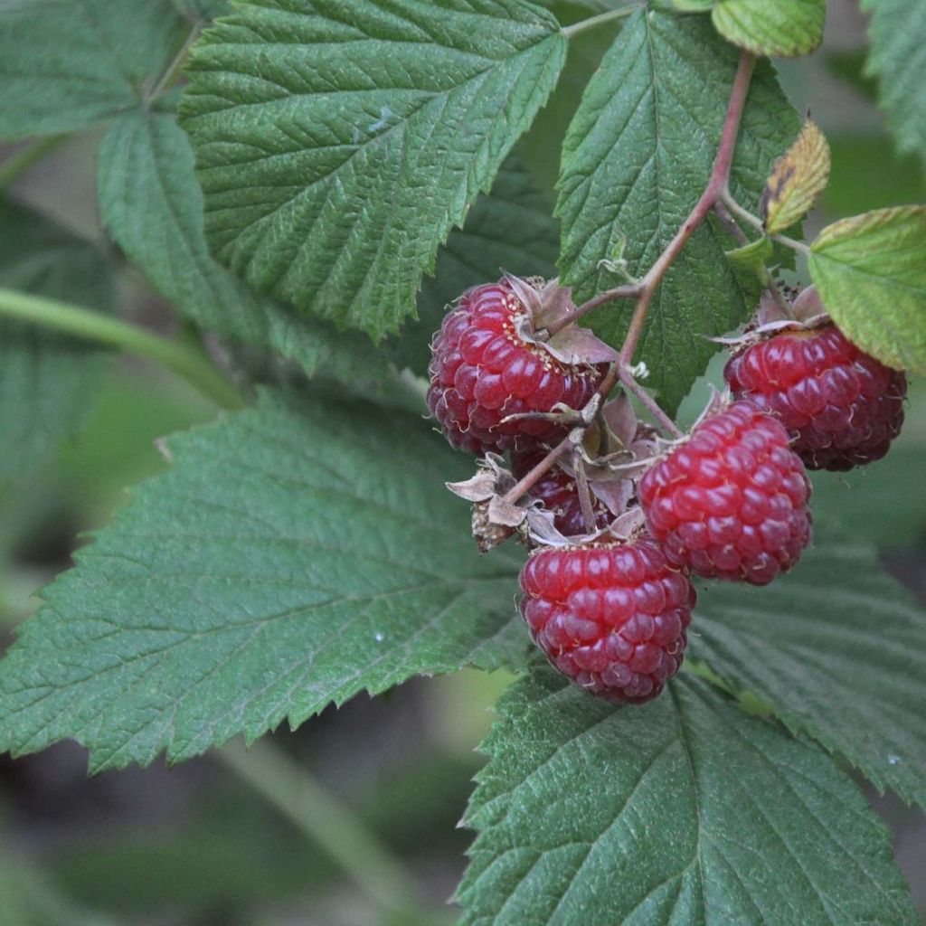 Loganmarja Loganberry