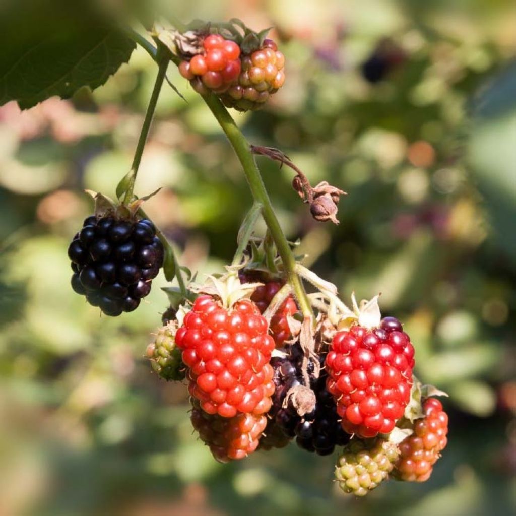 Loganmarja Loganberry