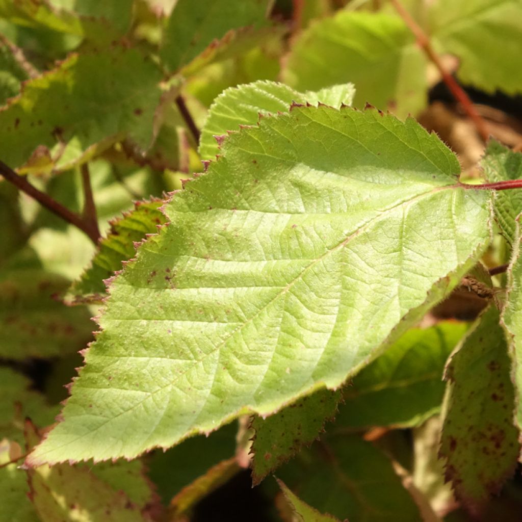 Tarhakarhunvatukka (karhunvadelma) Oregon Thornless