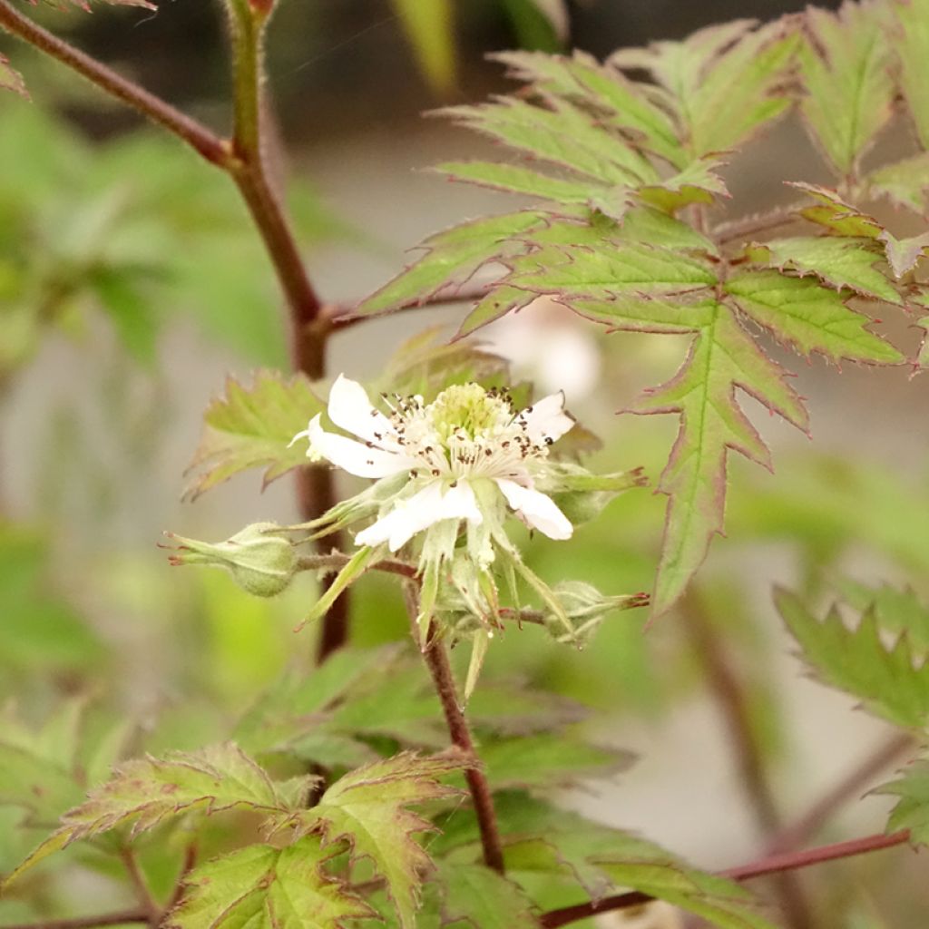Tarhakarhunvatukka (karhunvadelma) Thornless