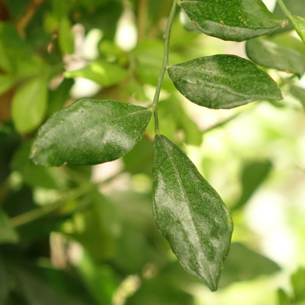 Tuoksujasmikki - Murraya paniculata