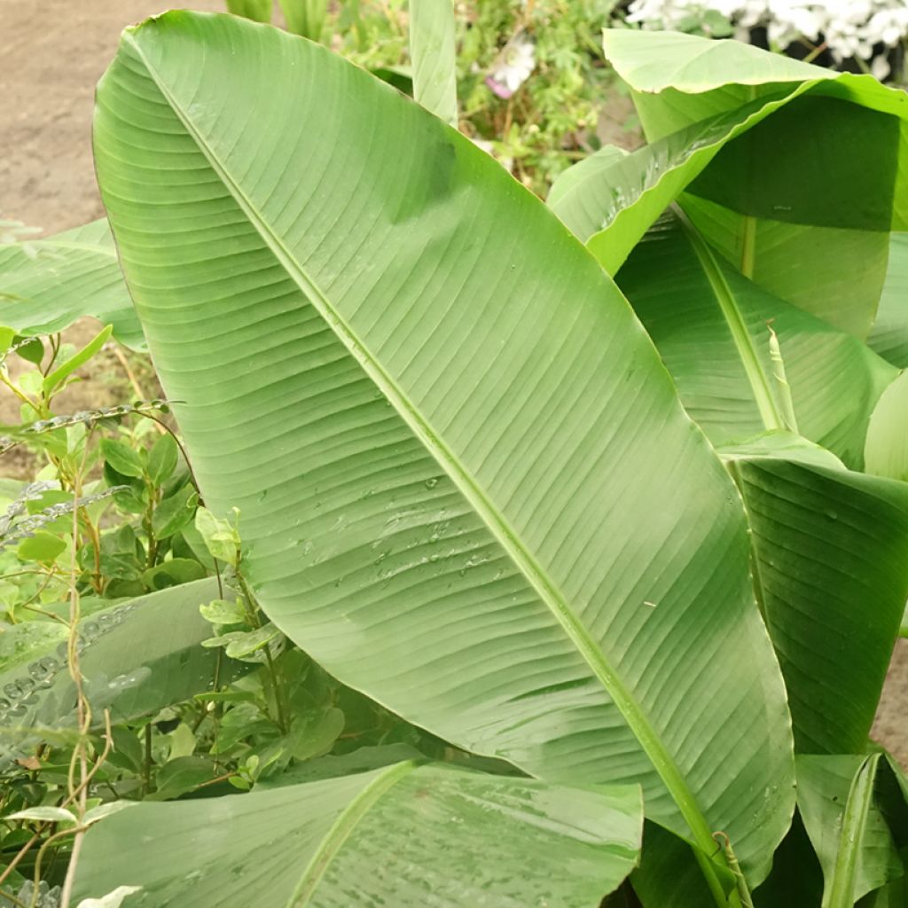Intianbanaani Dajiao