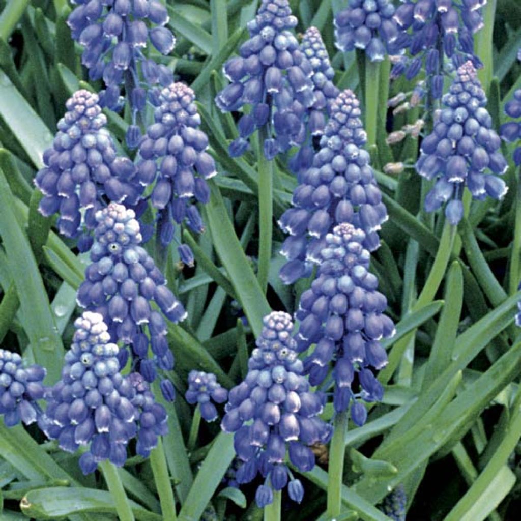Tummahelmililja - Muscari armeniacum