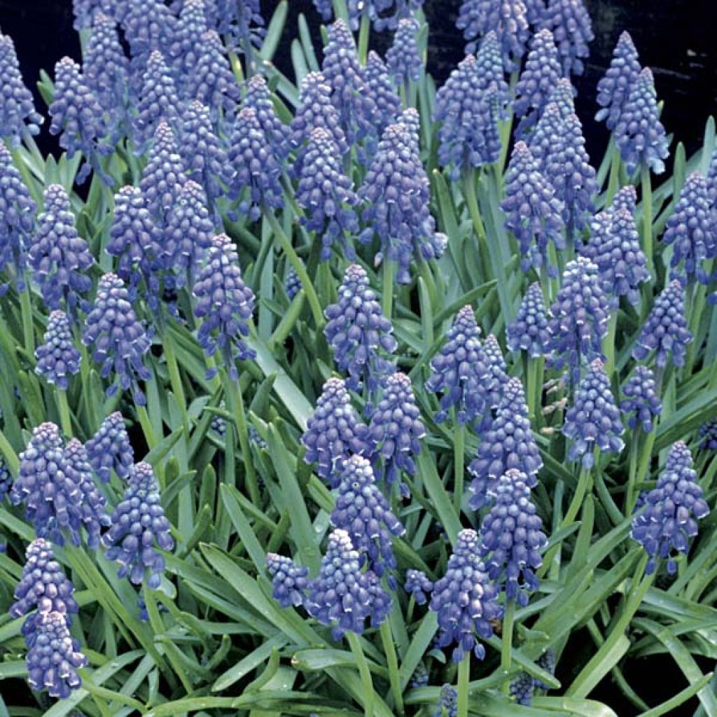 Tummahelmililja - Muscari armeniacum