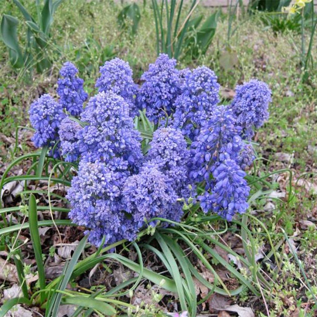 Tummahelmililja Blue Spike