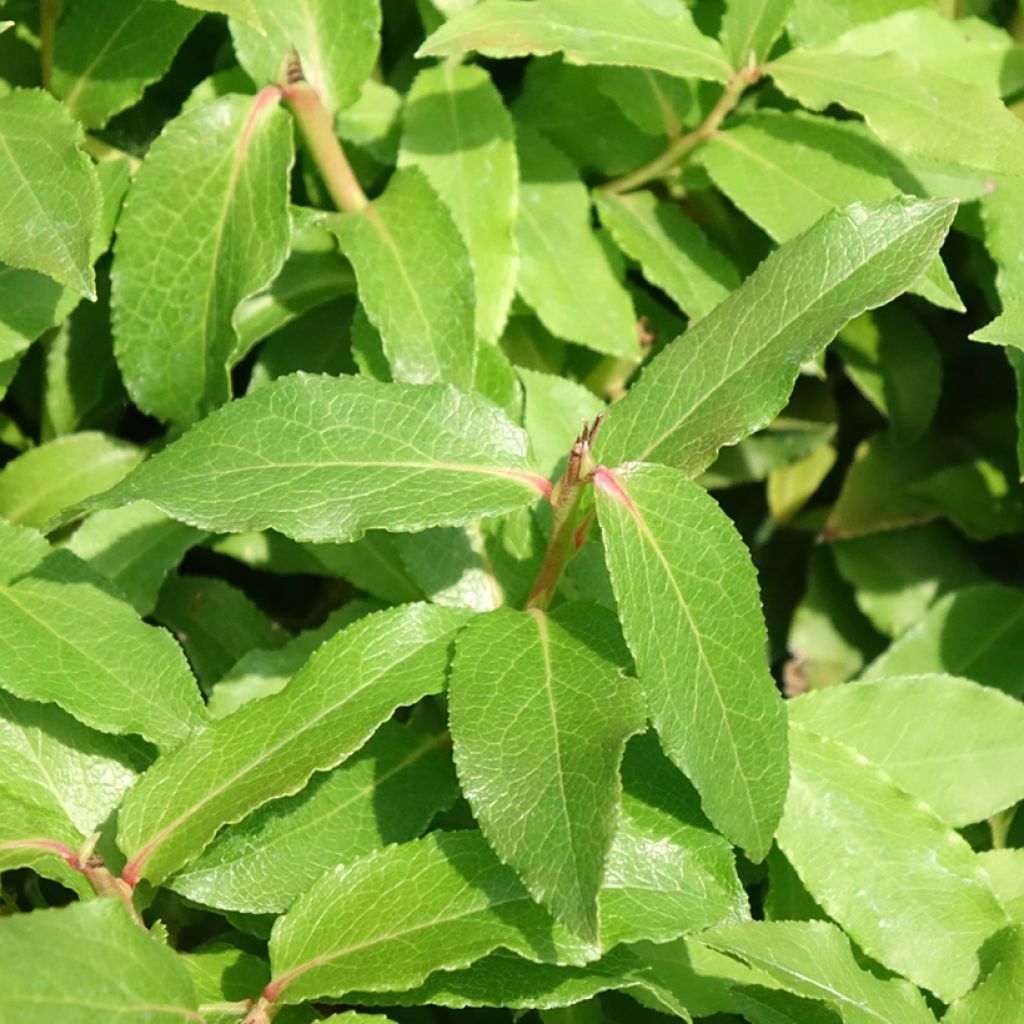 Pensasmustikka Lucky Berry