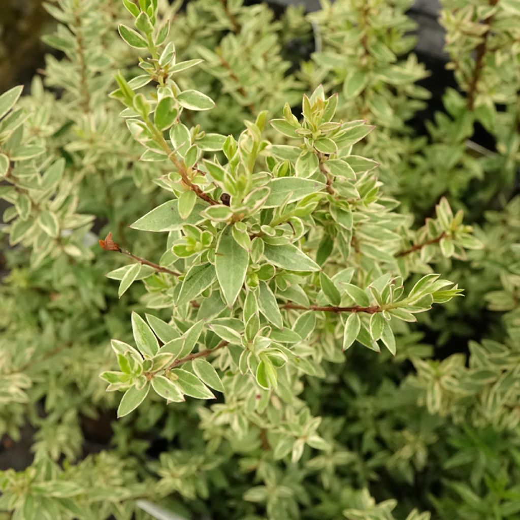 Myrtti Variegata