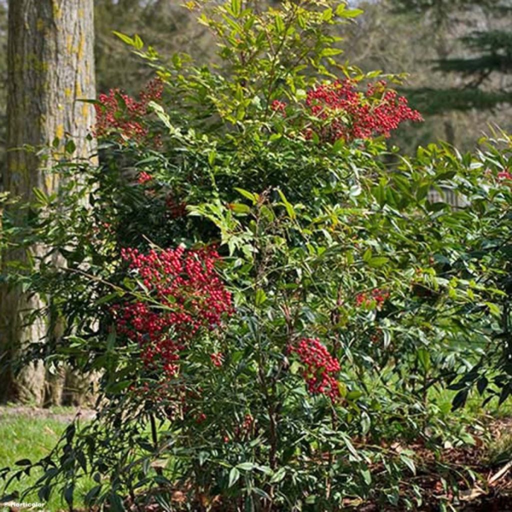 Pyhä bambu - Nandina domestica