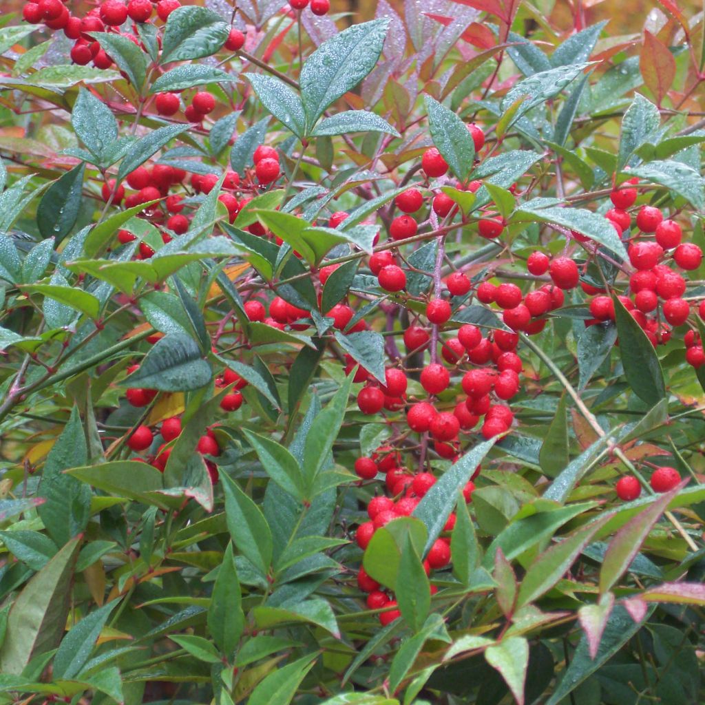 Pyhä bambu - Nandina domestica