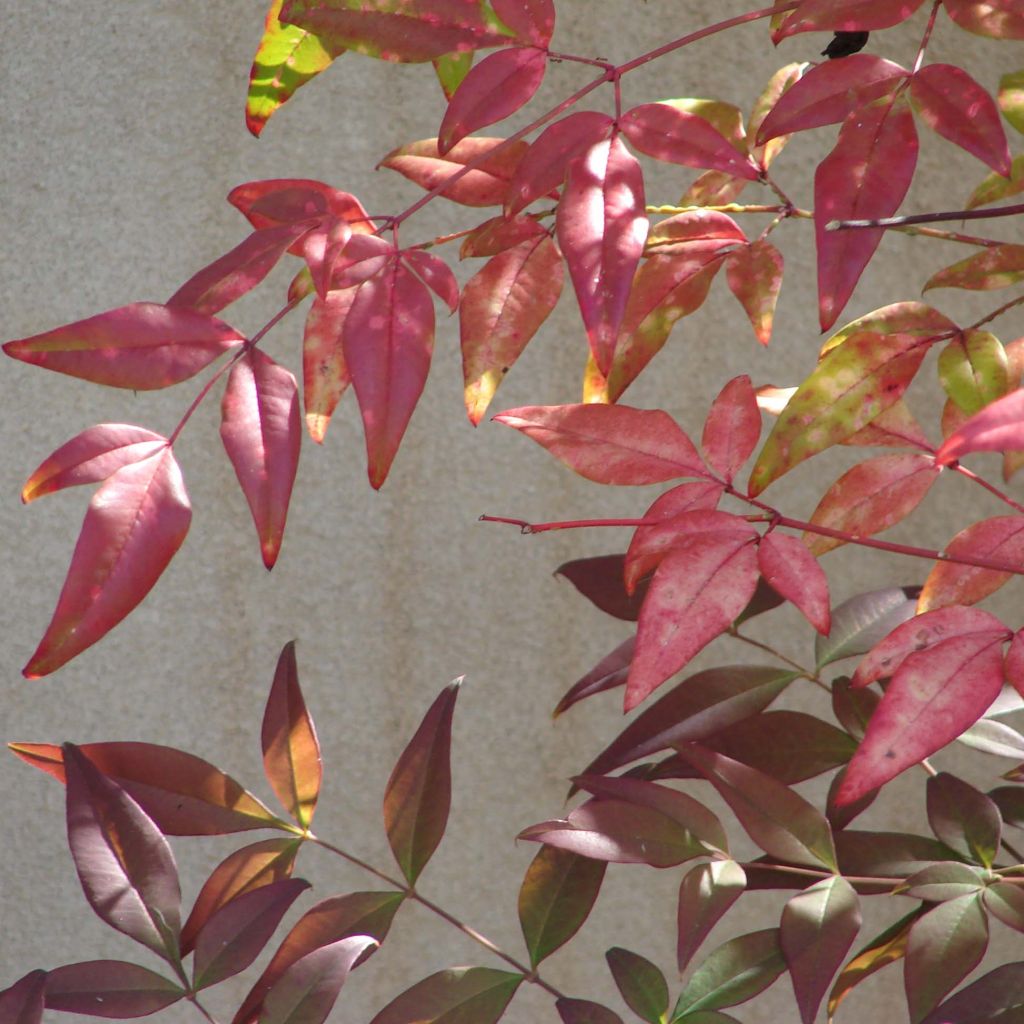 Pyhä bambu - Nandina domestica