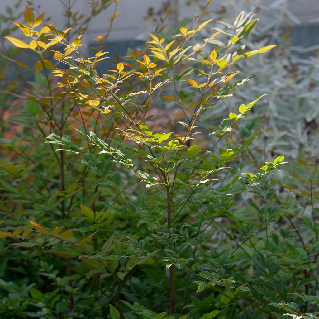 Pyhä bambu - Nandina domestica