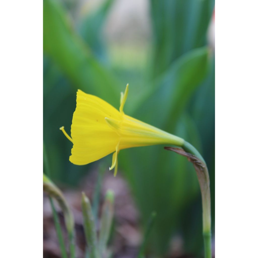 Virvanarsissi Golden Bells