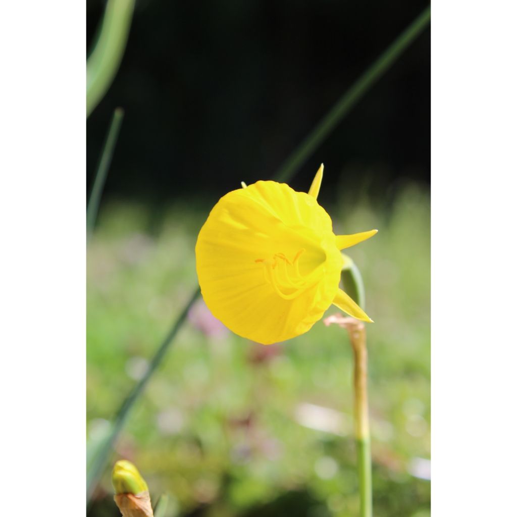 Virvanarsissi Golden Bells