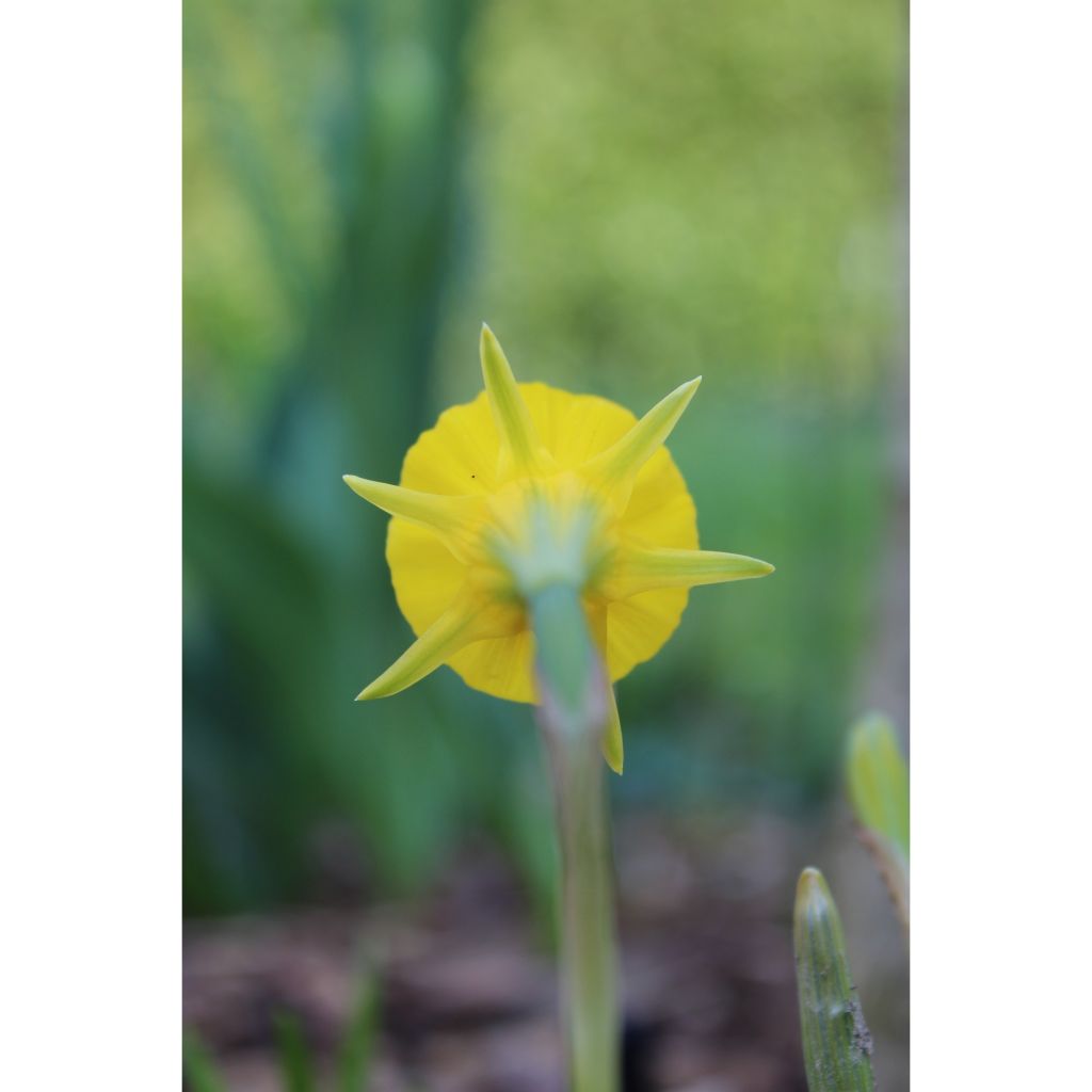 Virvanarsissi Golden Bells