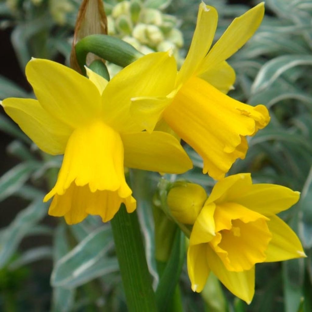 Syklaaminarsissi February Gold